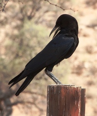 Corvus capensis capensis