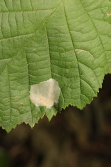 Phyllonorycter coryli