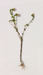 Euphrasia maximowiczii