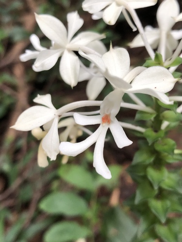 Calanthe triplicata
