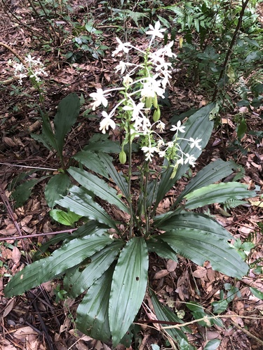 Calanthe triplicata