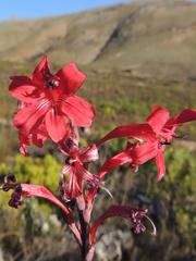 Tritoniopsis pulchra