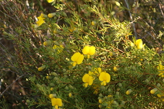 Gompholobium virgatum