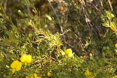 Gompholobium virgatum