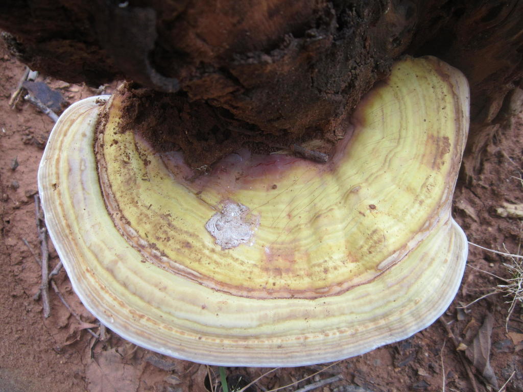 Ganoderma enigmaticum