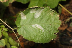 Phyllonorycter coryli