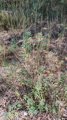 Chamaecytisus kreczetoviczii