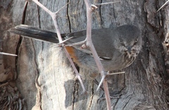 Curruca subcoerulea cinerascens