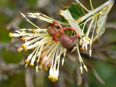 Grevillea acrobotrya