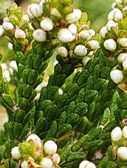 Micromyrtus ciliata