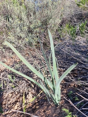 Gethyllis gregoriana