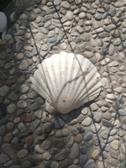 Pecten