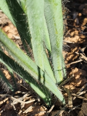 Gethyllis gregoriana