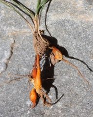 Gladiolus permeabilis permeabilis
