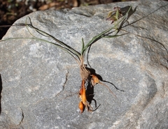 Gladiolus permeabilis permeabilis