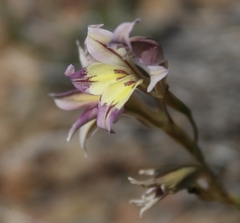 Gladiolus permeabilis permeabilis