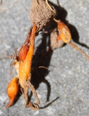 Gladiolus permeabilis permeabilis
