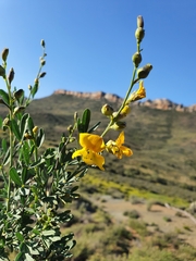 Calobota cytisoides