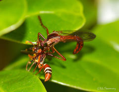 Polistes marginalis