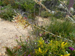 Grevillea acrobotrya