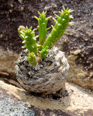 Euphorbia flanaganii