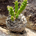 Euphorbia flanaganii - Photo (c) graham_g, μερικά δικαιώματα διατηρούνται (CC BY-NC)