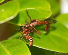 Polistes marginalis