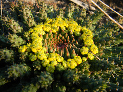 Euphorbia flanaganii
