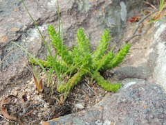 Euphorbia flanaganii