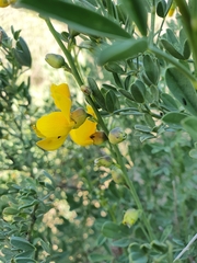 Calobota cytisoides