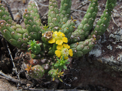 Euphorbia flanaganii