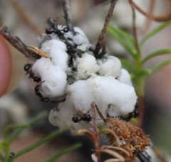 Myrmicaria nigra