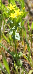 Sebaea micrantha intermedia