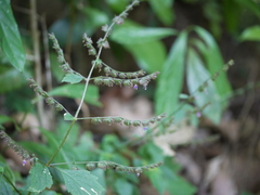 Pogostemon paniculatus