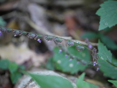 Pogostemon paniculatus