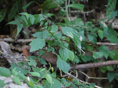 Pogostemon paniculatus