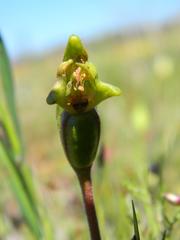 Disperis cucullata