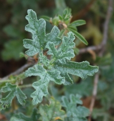 Anisodontea dissecta