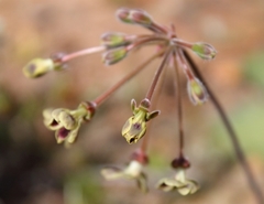 Pelargonium lobatum