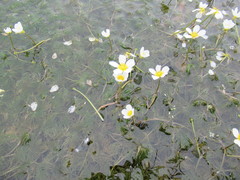 Ranunculus kauffmannii