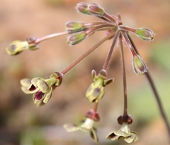 Pelargonium lobatum