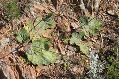 Pelargonium lobatum