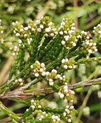 Micromyrtus ciliata