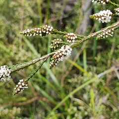 Micromyrtus ciliata