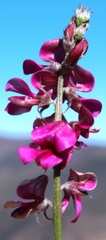 Indigofera sp-f