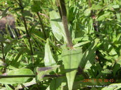 Conostomium natalense natalense