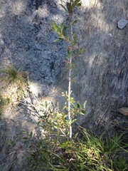 Salix daphnoides