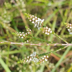 Micromyrtus ciliata