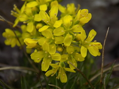 Biscutella cichoriifolia
