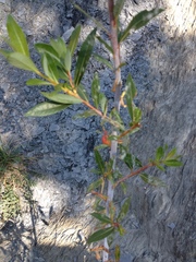 Salix daphnoides